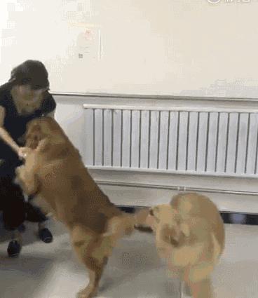 GIF,当你走在高山流水,要小心画地为牢!哈哈!走村庄里要小心!