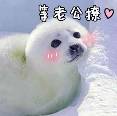 跟老公男朋友聊天专用微信QQ萌萌可爱带字表情包