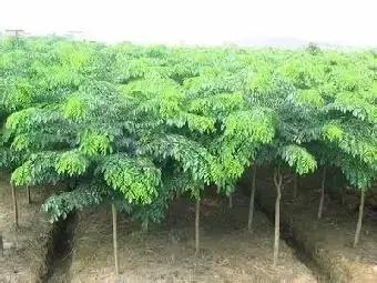 小叶女贞盆景值得买吗,小叶紫檀盆景掉叶该怎么养