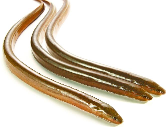 养殖最赚钱最好养的动物,1万元养殖什么动物好