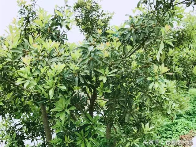 梁平适合夏天耍水凉快的地方,重庆梁平竹海旅游攻略