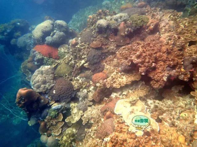 令人毛骨悚然的帕劳国家美食,去帕劳必吃的东西