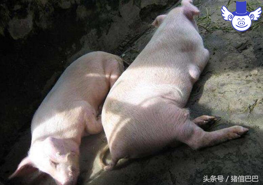 猪饲料中毒猪会有什么反应,猪饲料中毒用什么药