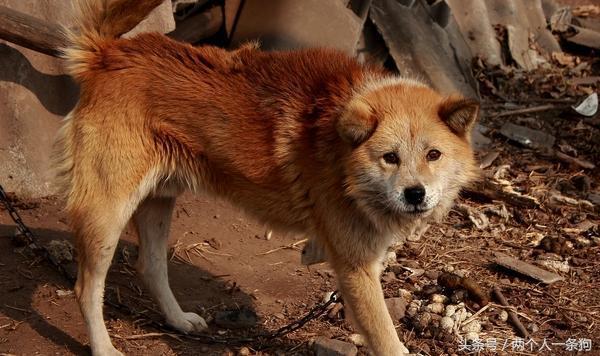 野犬抢食物被咬死,恶犬咬死野猪的全过程