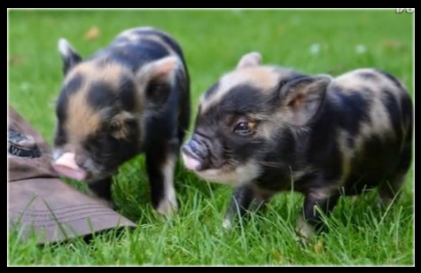 茶杯猪宠物多少钱一只,英国茶杯猪多少钱