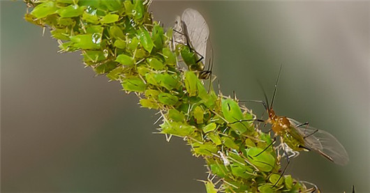 养的花总是发霉怎么办,养的花长腻虫了怎么办
