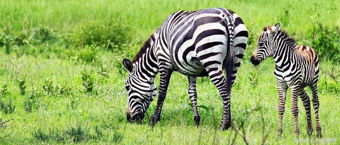 小众旅游地探索攻略,坦桑尼亚游猎攻略