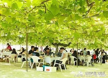 有种葡萄园，卖的不是产品，而是特色