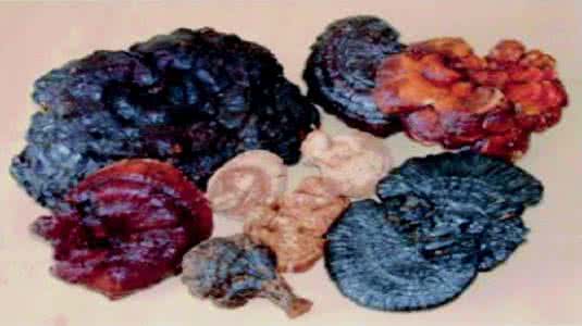 灵芝是抗癌之王,世上没有治百病的药