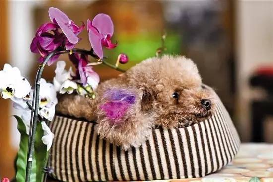 给狗狗染色,需要注意些什么?