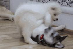 萨摩耶跟二哈哪个好养,二哈和萨摩耶哪个好养