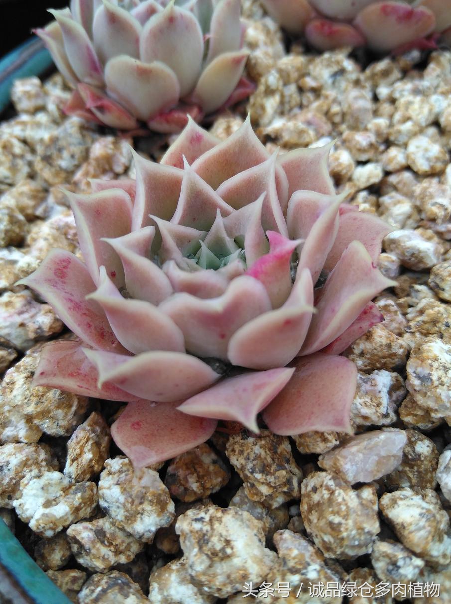 历害了,难道是假包邮区?还在露养呢