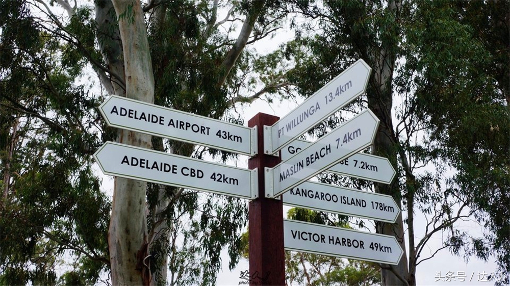 澳洲阿德莱德vs悉尼fc,阿德莱德对澳洲悉尼