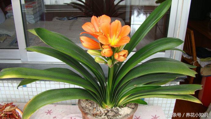 室内养的君子兰一般很难开花,养花小妙招君子兰怎么养