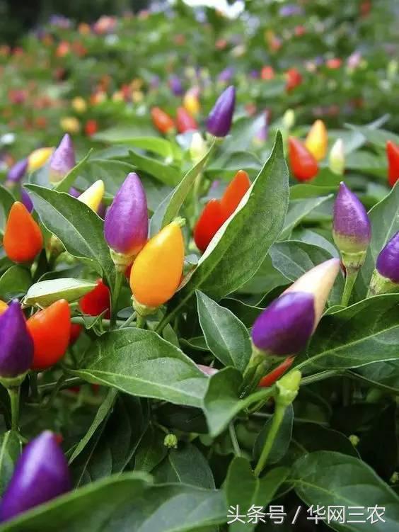 缅甸特产吃过3种算你牛？台州土特产出名啦看看有没有你老家的？网购的土特产都是家乡的味道？忻州特产？