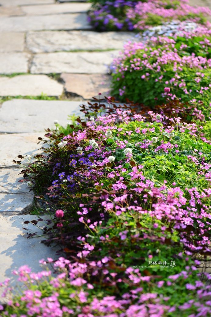 鎷滆涓滅鑽夊爞,鑺卞洯鎷滆