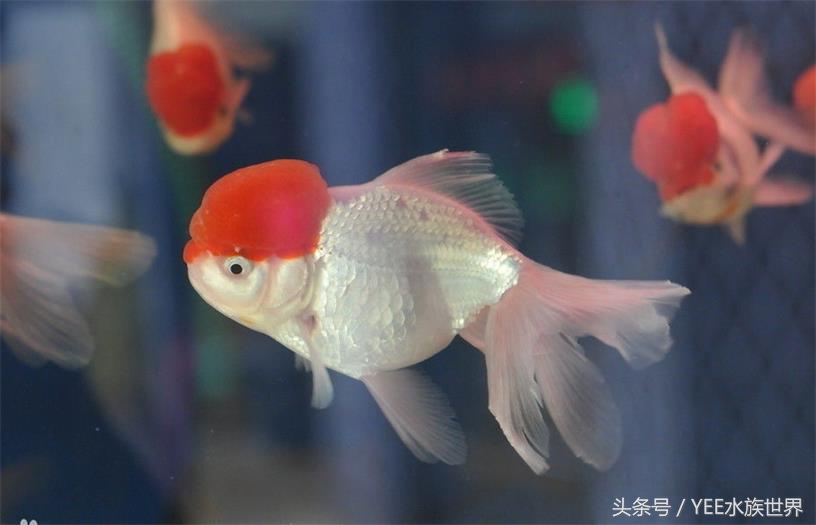 金鱼打架是什么样的,草金鱼打架咋回事