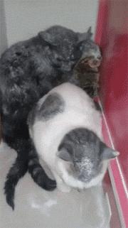 猫咪结扎之后需要注意什么,猫咪结扎前一定要打三联