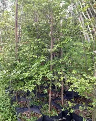 小叶女贞盆景值得买吗,小叶紫檀盆景掉叶该怎么养