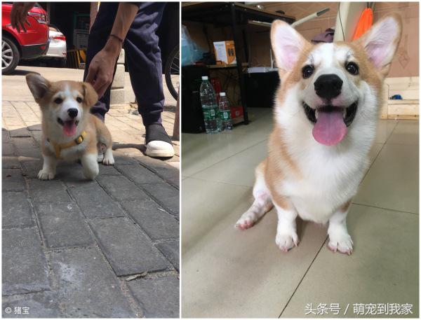 狗宝刚来家里的时候猫咪很生气，没想到后来它们居然合伙偷食吃！