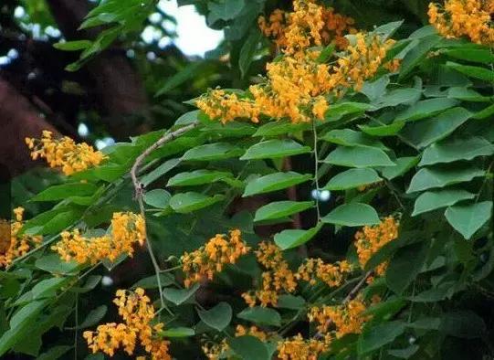 小叶紫檀盆景有什么观赏价值,小叶紫檀盆栽做手串