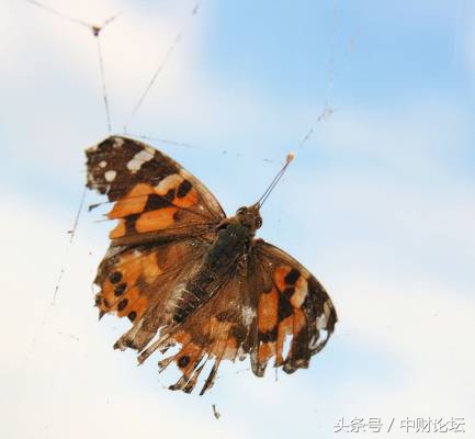 网恋是人还是鬼,网恋是啥