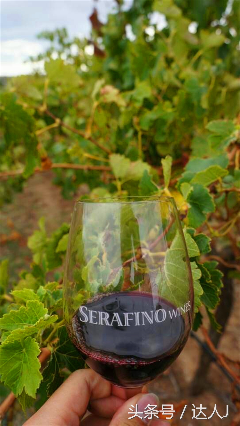 澳洲阿德莱德vs悉尼fc,阿德莱德对澳洲悉尼