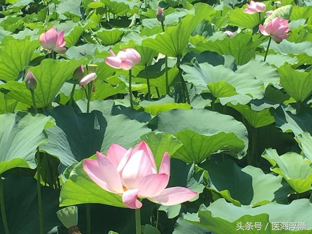 麻醉专业就业前景及出路,麻醉学专业的利与弊