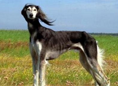 最贵的温顺的不掉毛的宠物狗,全国最贵的小型宠物狗是哪种