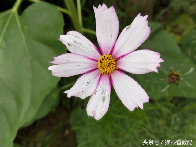 oppor11手机测评是否值得入手,oppor11好用吗值得入手吗