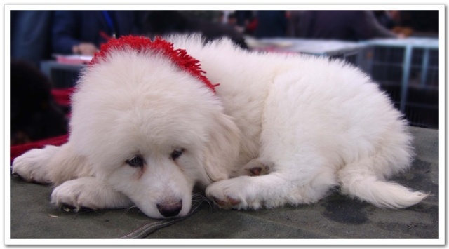 萨摩耶叫声和哈士奇叫声,萨摩耶犬的叫声跟狼一样吗