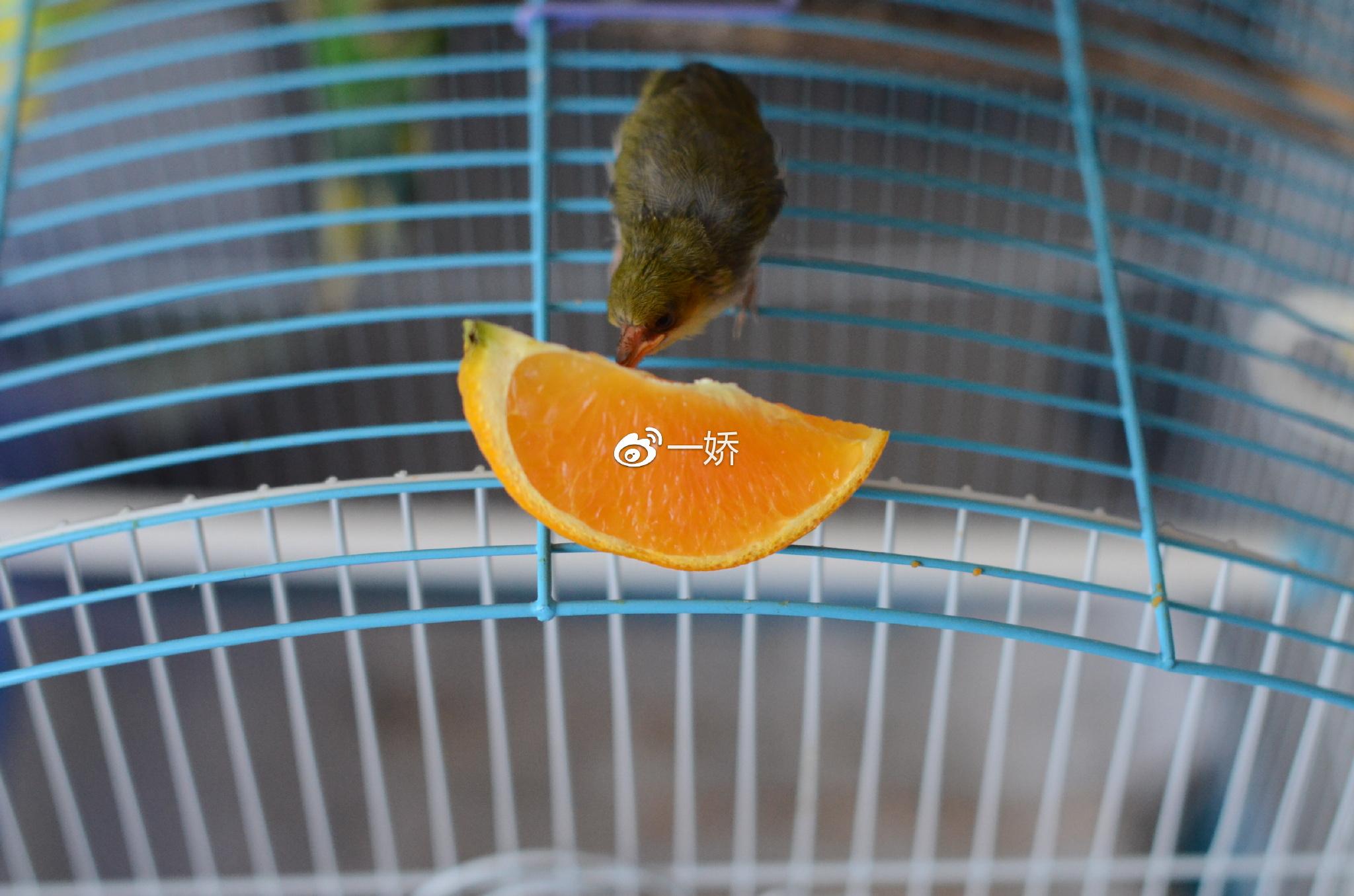 野外捡来的雏鸟拿什么给它吃,野外捡来的小鸟怎么给他喂食