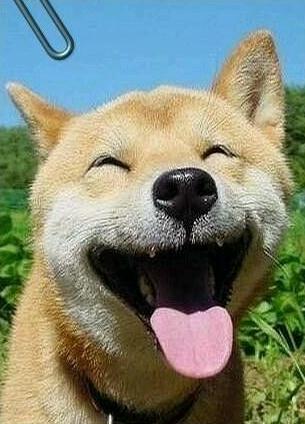 搞笑幽默段子，愚人节网恋下辈子是不是要托生成王思聪的狗？我可不想我妈找小白脸