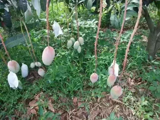 蔷薇水果店~“品控达人”的福音！