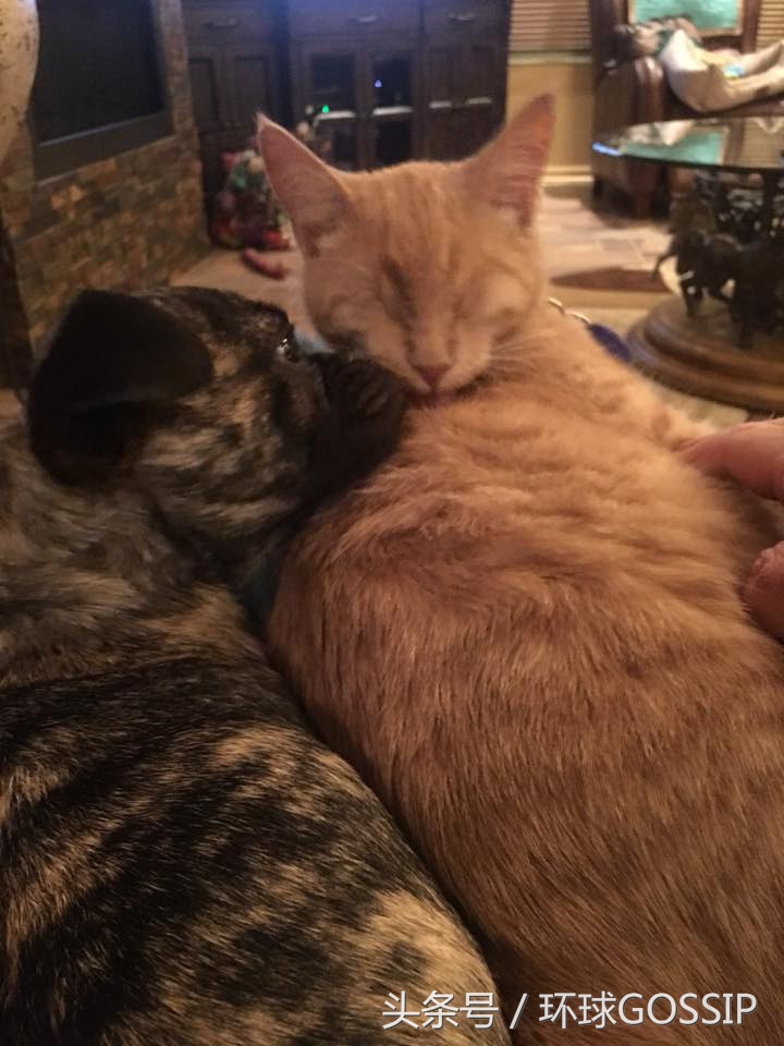 橘猫和吉娃娃谁厉害,橘猫和吉娃娃打架