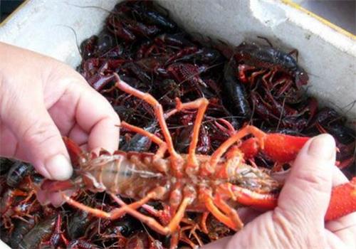 为什么有人养殖小龙虾年入几十万，有人却在倒亏钱？大家一定要注意养殖小龙虾的几个关键点！