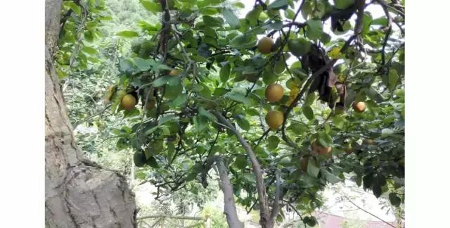 这家从长江边搬到成都的河鲜，不知收获了多少人的胃