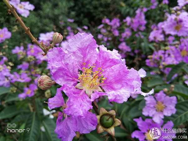 荣耀9尊享版,荣耀9大陆尊享版介绍