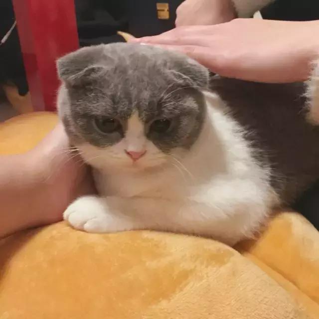 萌出血!九江这几家的撸猫店喊你来撸猫啦!美食与猫兼得!