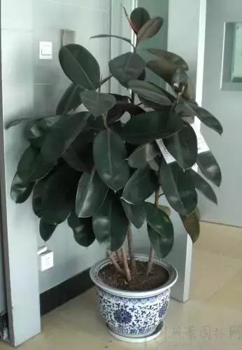 客厅适合摆放的十大植物除甲醛,客厅吸甲醛植物有哪些