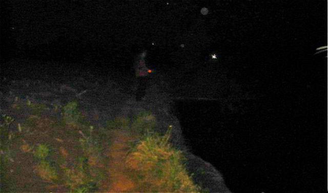 鲶鱼很聪明吗,鲶鱼可以一年四季钓吗