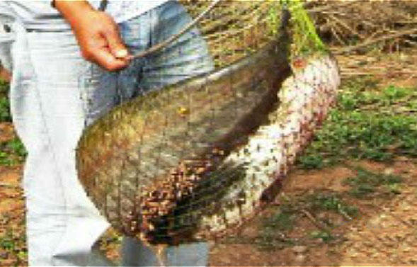 鲶鱼很聪明吗,鲶鱼可以一年四季钓吗