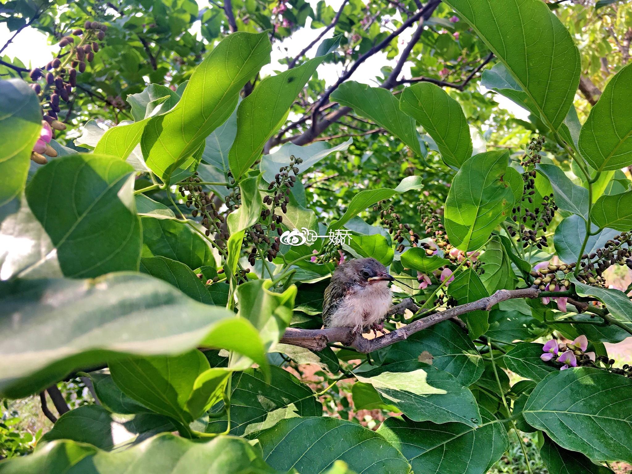 野外捡来的雏鸟拿什么给它吃,野外捡来的小鸟怎么给他喂食