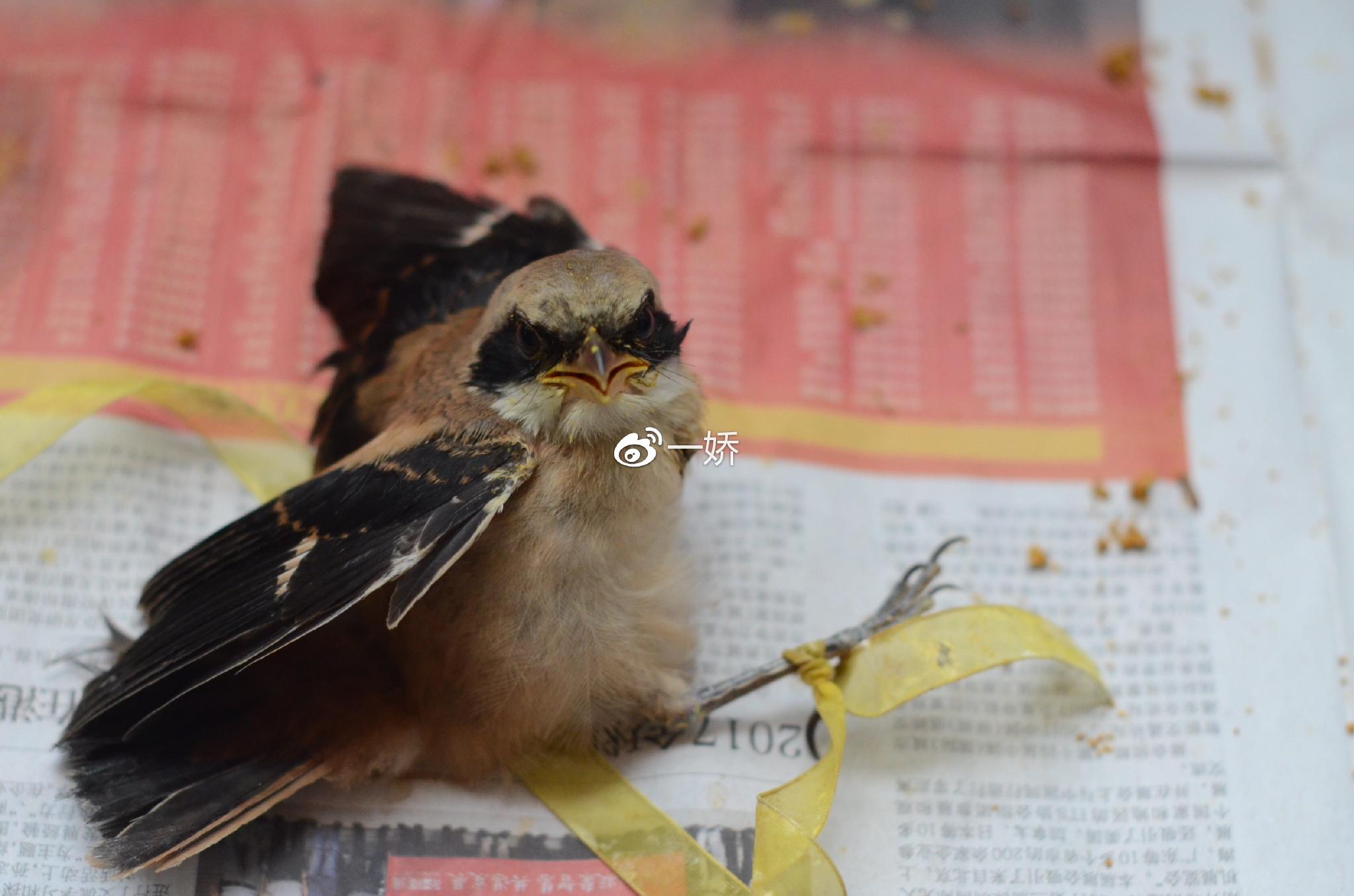 野外捡来的雏鸟拿什么给它吃,野外捡来的小鸟怎么给他喂食
