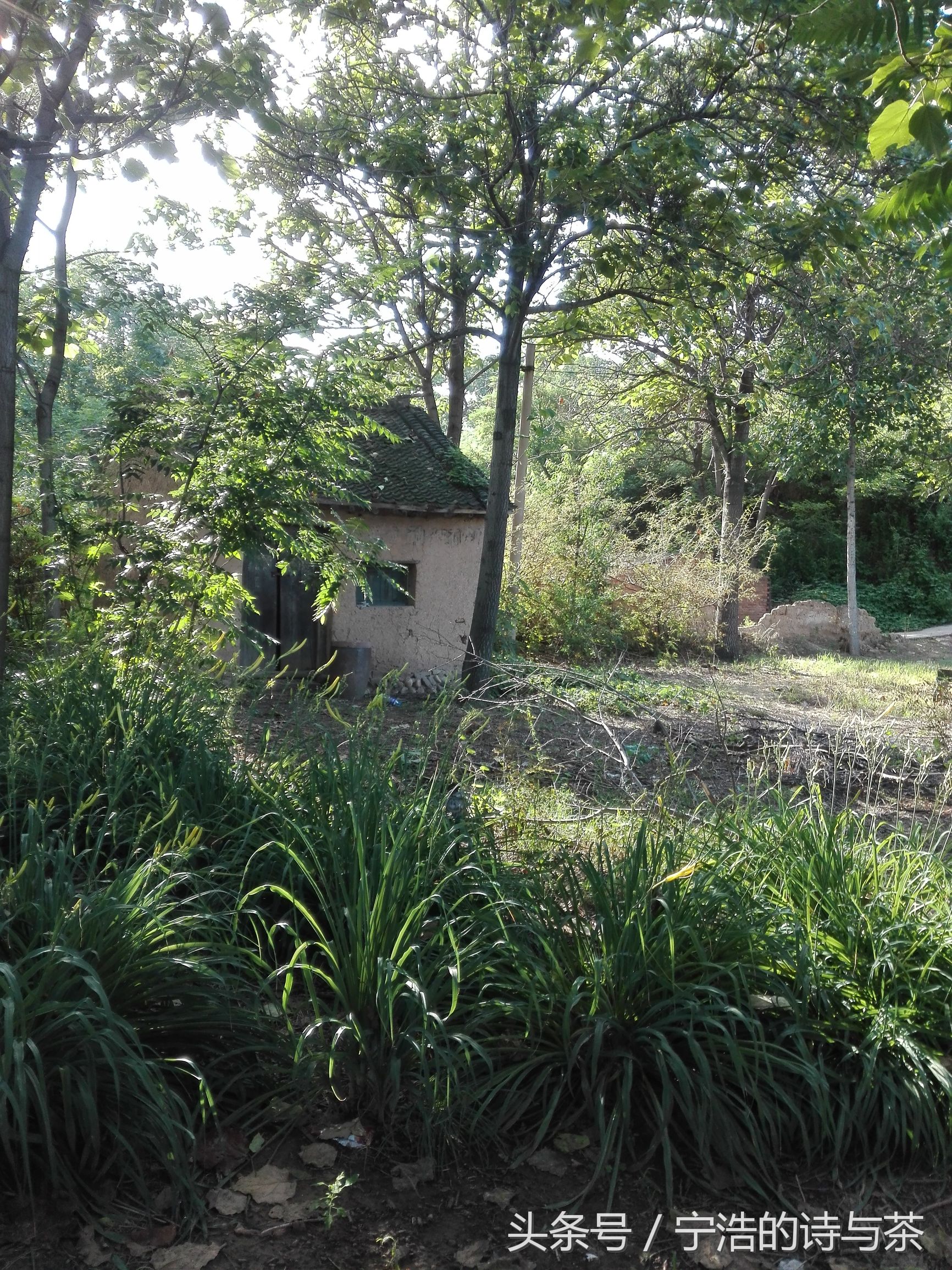 那土坯小屋里的惊魂一夜蝎子蛰伏在我头顶瓦片上