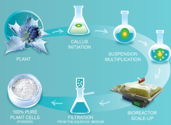 小绿瓶赫莲娜有什么功效 (赫莲娜小绿瓶有几个版本)