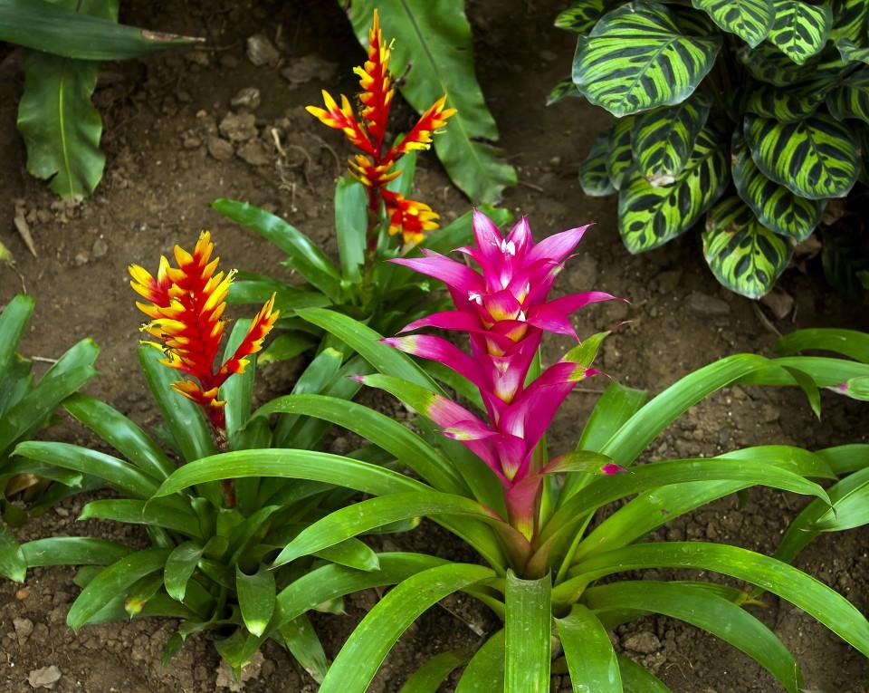 有睡眠现象的常见植物,会让植物睡眠的植物