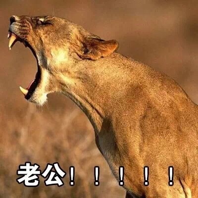 表情包：喊老公专用表情包，微信QQ聊天专用，给女生的福利哦