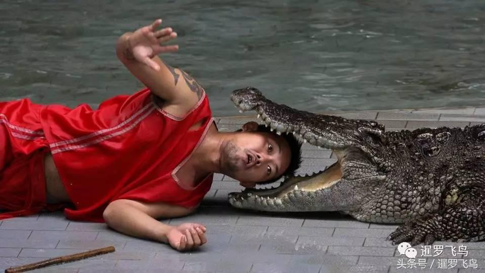 泰国养殖的鳄鱼,鳄鱼养殖基地吃鸡头