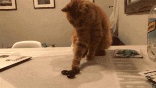 编辑部指尖陀螺挑战赛，她们到底能坚持几秒？